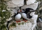 7 - Puffins - Together again.jpg